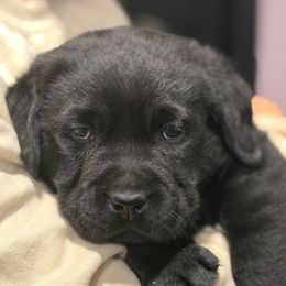 Teal - Black male Labrador Retriever puppy in Manheim, Pennsylvania from Monarch Labradors