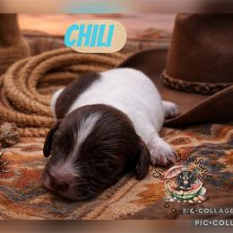 Chili - Piebald male Dachshund puppy in Hockley, Texas from Shans Down Home Doxies