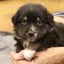 Girl 2 - Australian Shepherd puppy in Perkasie, Pennsylvania from Kid’s Kingdom Australian Shepherds