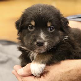 Girl 2 - Australian Shepherd puppy in Perkasie, Pennsylvania from Kid’s Kingdom Australian Shepherds