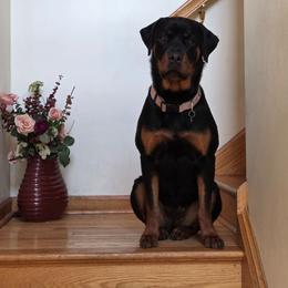 Loki - Rottweiler