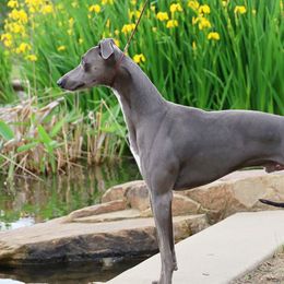 Journey - Whippet