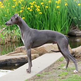 Journey - Whippet