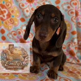 Flynn 2700 - Brindle male Dachshund puppy in Gatesville, Texas from Emily’s Doxie Domain