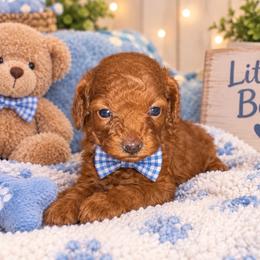 Boy 2 - Red male Assorted Doodle Crosses puppy in San Jacinto, California from Goldens and Doodles