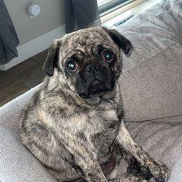 Rue - Pug