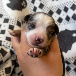 Cream Puff - Blue merle female Toy Australian Shepherd puppy in Quincy, Michigan from Ivy Meadows and Friends