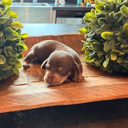 Girl 1 ckc - Chocolate and tan female Dachshund puppy in Nacogdoches, Texas from S7 Dachsunds