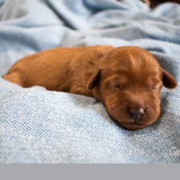 Blossom - Red Australian Labradoodle puppy in Chelsea, Michigan from Michigan Labradoodles