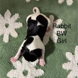 Rabbit - Black and white female German Shorthaired Pointer puppy in Aitkin, Minnesota from Whispering’s GunDogs