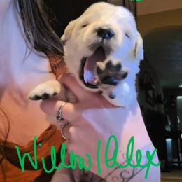 Puppy - Light golden female Golden Retriever puppy in Waynesburg, Ohio from Avalon English Retrievers