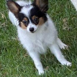 Rita - White black and tan female Papillon puppy in Meggett, South Carolina from Double D farm featuring Nova papillons