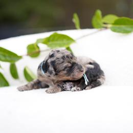 Sky collar - Blue merle female Bernedoodle puppy in Spokane, Washington from Doodle Love