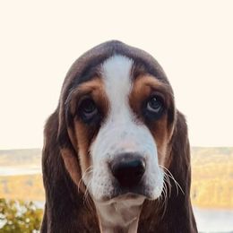 Basset Hounds from Lazy Hound Ranch