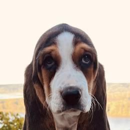Basset Hounds from Lazy Hound Ranch