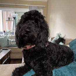 June - Goldendoodle