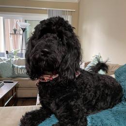 June - Goldendoodle