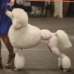 Poodles from Desert in the South Standard Poodles