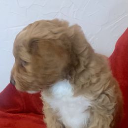 Bernedoodle Puppies from Hilary’s Doodle Ranch