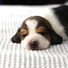 Girl 1 - Black brown and white female Basset Hound puppy in Idaho from Welcome Home Bassets