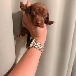 Chocolate based red - Red male Dachshund puppy in Campbell, Texas from Blooming Grace Homestead