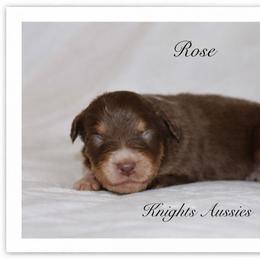 Rose - Red tri-color female Australian Shepherd puppy in Ceres, California from Knight's Aussies