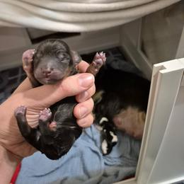 Claus - Black and tan male Dachshund puppy in Mountain Home, Idaho from Desert Wind Dachshunds