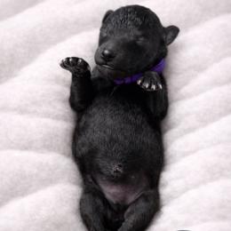 Mor - Silver female Poodle puppy in Spring Hills, Florida from The Olympus Standard Poodle