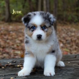 Jude - Blue merle female Australian Shepherd puppy in Coldwater, Michigan from Northern Star Australian Shepherds