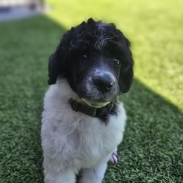 Ahsoka - Parti female Poodle puppy in Patterson, California from Paterson Poodles