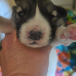 LEE - Bob - White Anatolian Pyrenees puppy in Farmersville, Texas from Up Shinn Creek