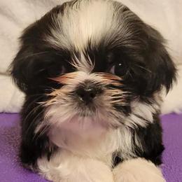 Nala - Black and white female Shih Tzu puppy in Parma, Ohio from D's DeVine Shih-Tzu
