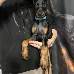 Doberman Pinscher Puppies from JODY'S DOBiES