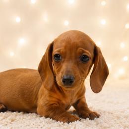 Bella READY NOW - Red female Dachshund puppy in Desloge, Missouri from Snows Doxies