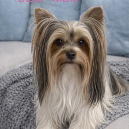 Demi - Biewer Terrier