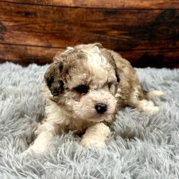 Ava - Chocolate merle female Bernedoodle puppy in Lancaster, Missouri from Cavapoo Acres