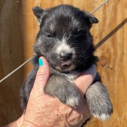 Onyx - Agouti and white male Siberian Husky puppy in Thomasville, Georgia from Southern Blues Siberian Huskies