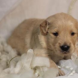 Golden Retriever Puppies from UnrivaledGoldens