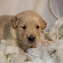 Golden Retriever Puppies from UnrivaledGoldens