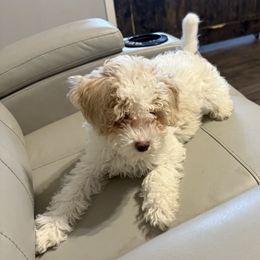 Stella - Buff and white female Cockapoo puppy in Dahlonega, Georgia from Loveable Cockapoos