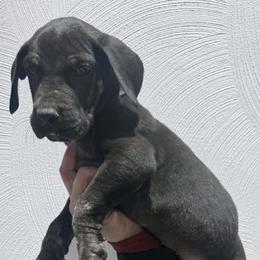 Ruby - Black female Great Dane puppy in Wellsville, New York from Prophecy Danes