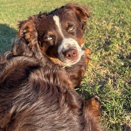 Rooster - Miniature Australian Shepherd