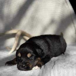 Drogon - Black tri male Miniature Australian Shepherd puppy in Cody, Wyoming from Quartz Creek Aussies