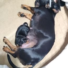 Dachshunds from DANIELLE HURT