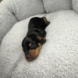 AKC Java - Black and tan male Dachshund puppy in Laveen, Arizona from Acosta Kennel