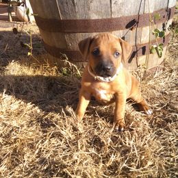 Allie - Wheaten blk nose female Rhodesian Ridgeback puppy in Carney, Oklahoma from River Run Parson Russell terriers & River Run Ridgebacks