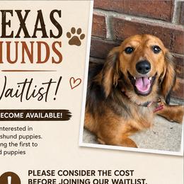 Dachshunds from East Texas Dachshunds