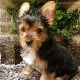 Royal - Black and gold male Yorkshire Terrier puppy in Hot Springs, Arkansas from Kimberly's Lovable Littles