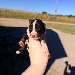 Boy 2 - Black tri-color male Australian Shepherd puppy in Cushing, Oklahoma from Little Pastures Australian Shepherds