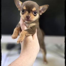 Sudoku - Chocolate and tan male Chihuahua puppy in Demorest, Georgia from Sourpatch Chihuahuas